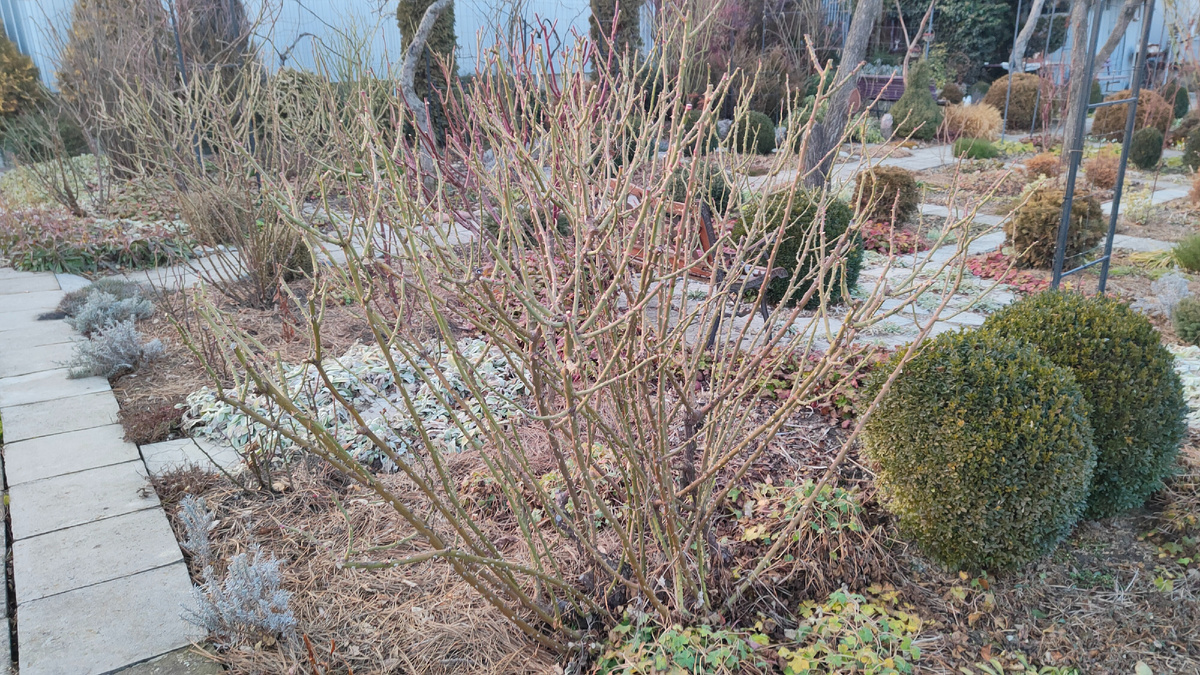 Декабрь 2024 г. Под розами мульча из сосновой иглы.