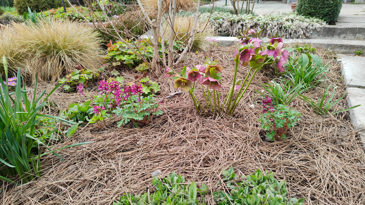 Март 2025 г. Под вейгелой и морозниками мульча из сосновых иголок.