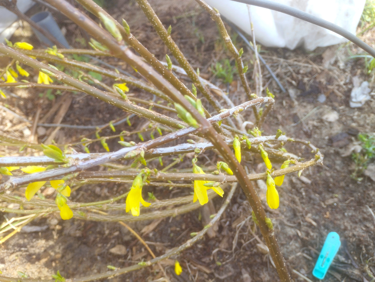 Маленькие солнышки 😊