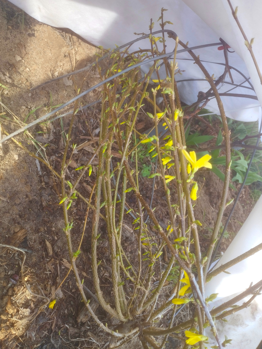 Ещë не все цветочки распустились