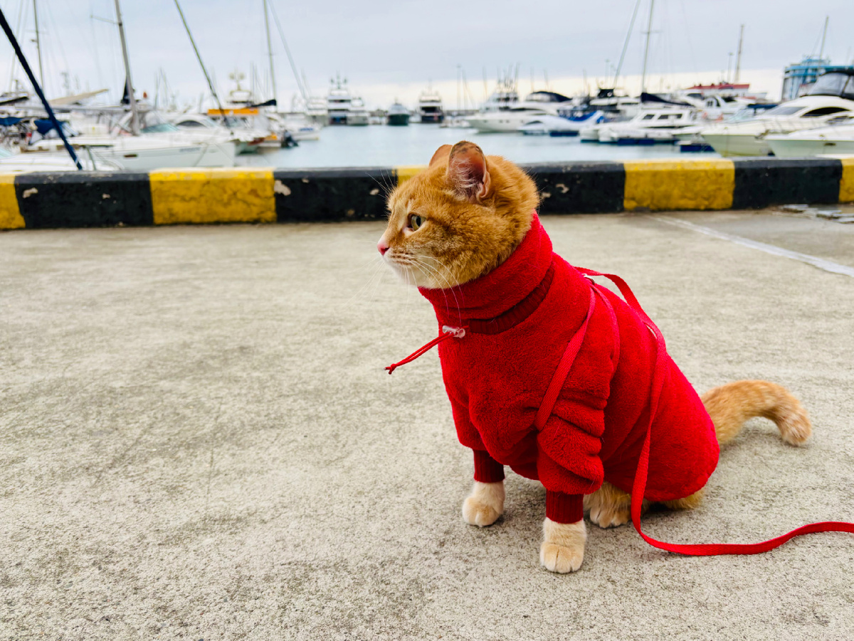 Человек, ты сказал, что мы едем на юг, в тепло, но тут что-то не сходится…