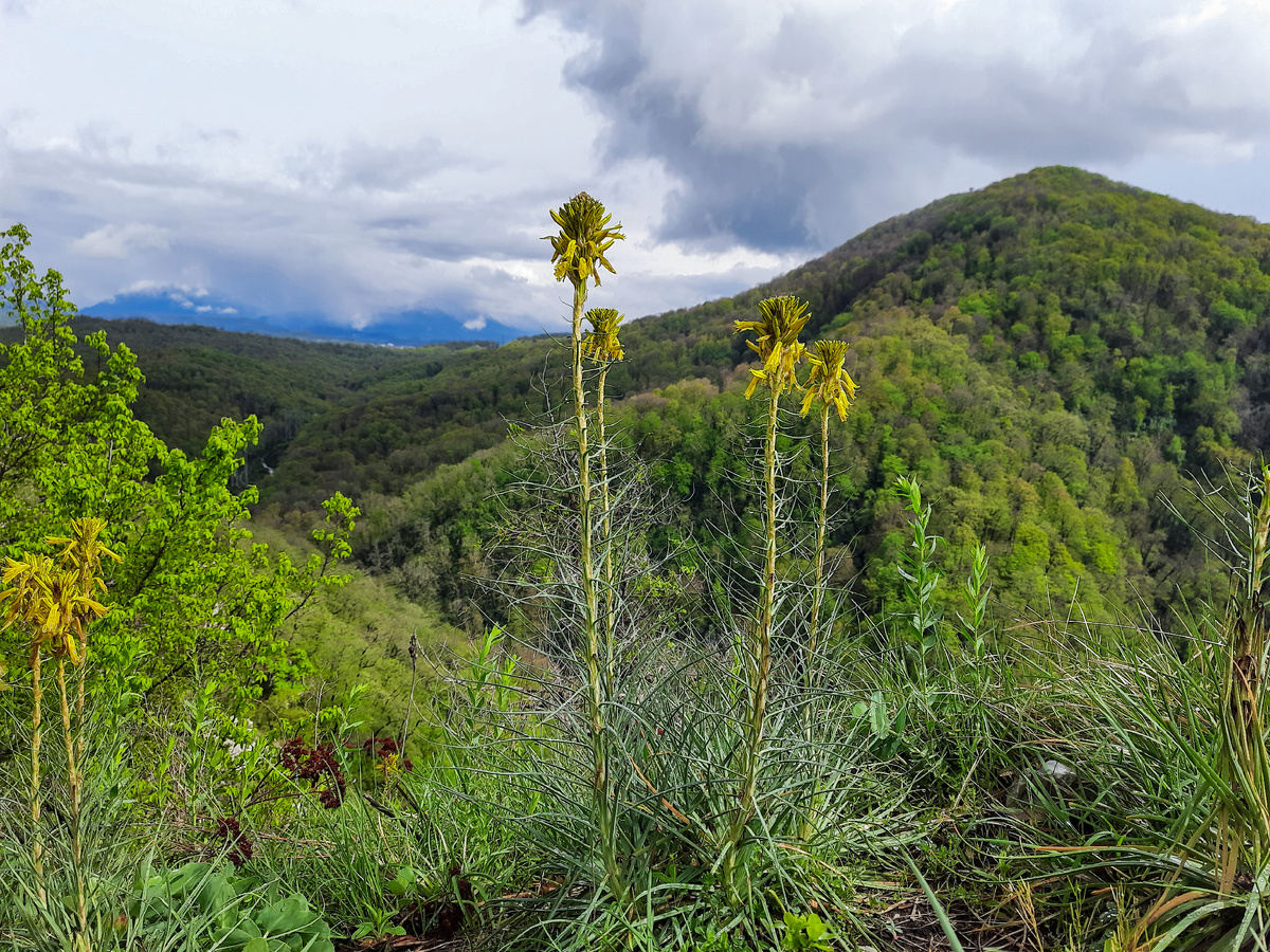 Асфоделина жёлтая провожает облака, облившие нас лёгким дождём 