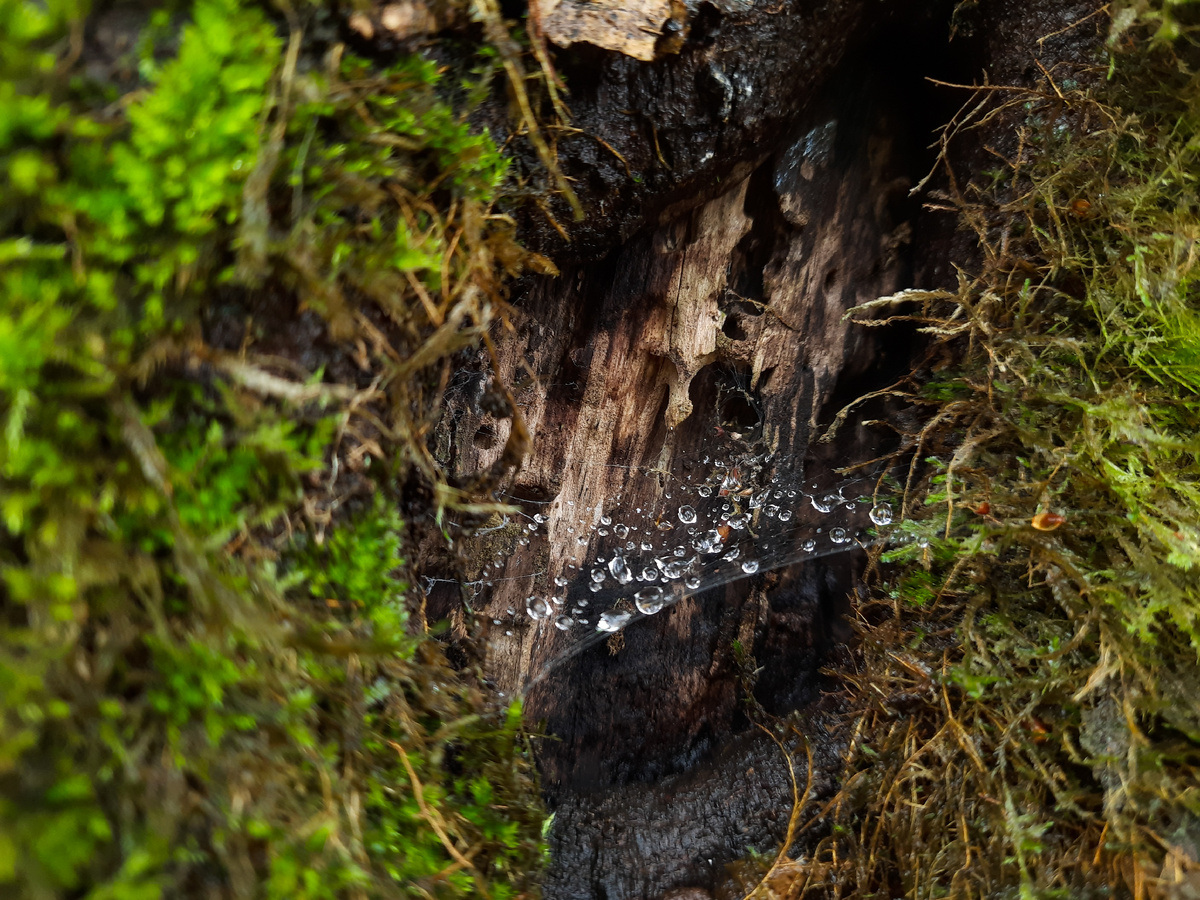 Обожаю капли на паутинках