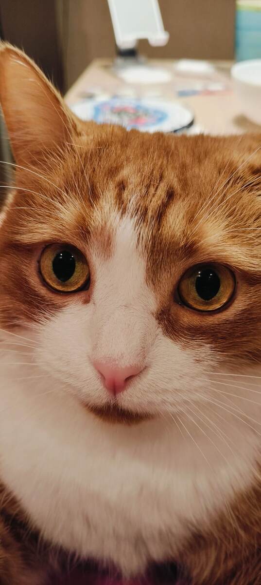 Вот он, наш котеечка, симпатичный, ярко рыженький кисунька с набитной шерсткой и прекрасным недоставляющим хлопот поведением. 