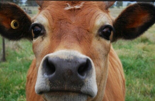 Корова с большими глазами вместо иллюминаторов (фиои)
