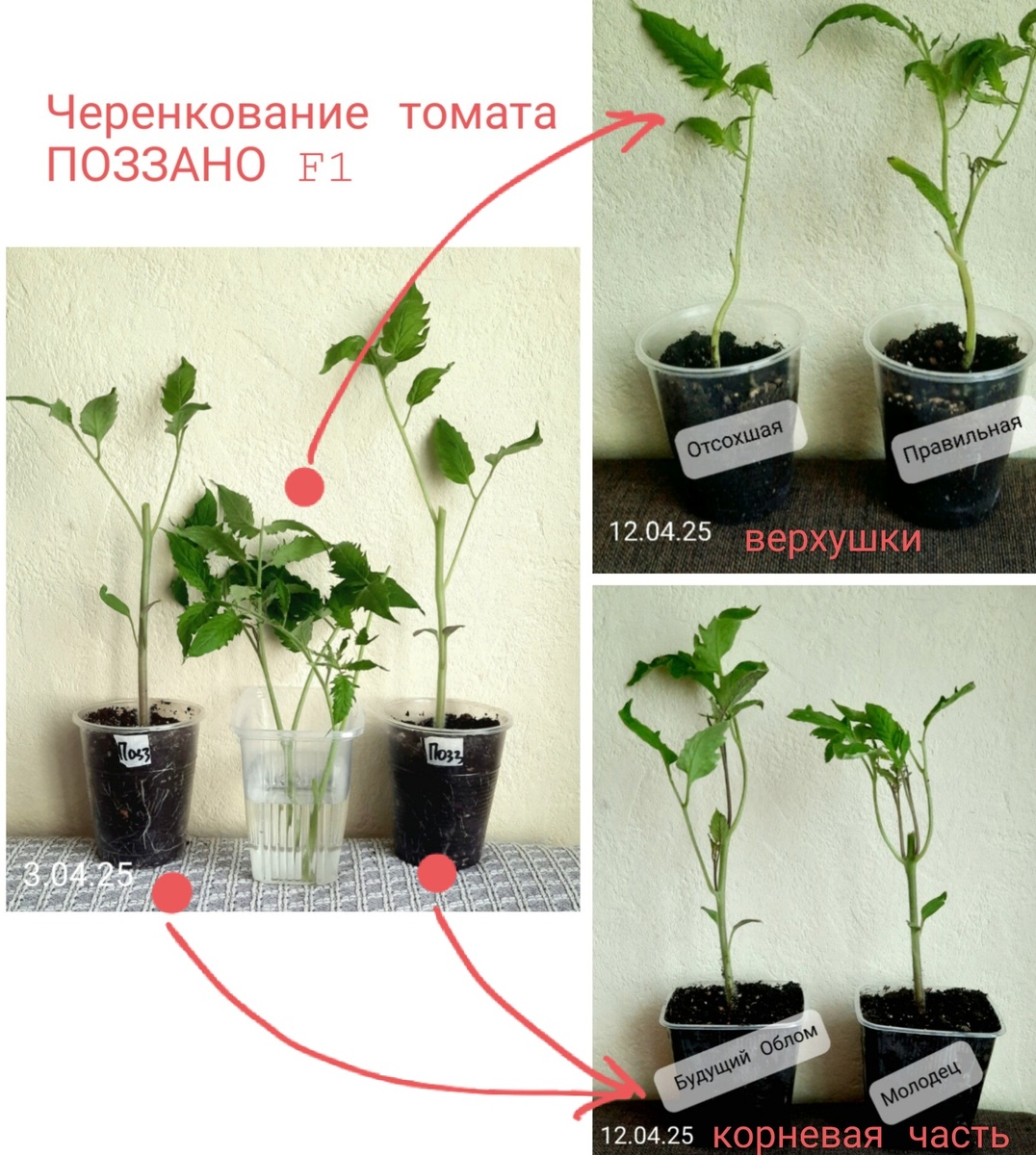 Фотоколлаж автора. Из двух растений планировала получить четыре, но не всё проходило гладко: то верхушка отсохнет, то что-то отломается.