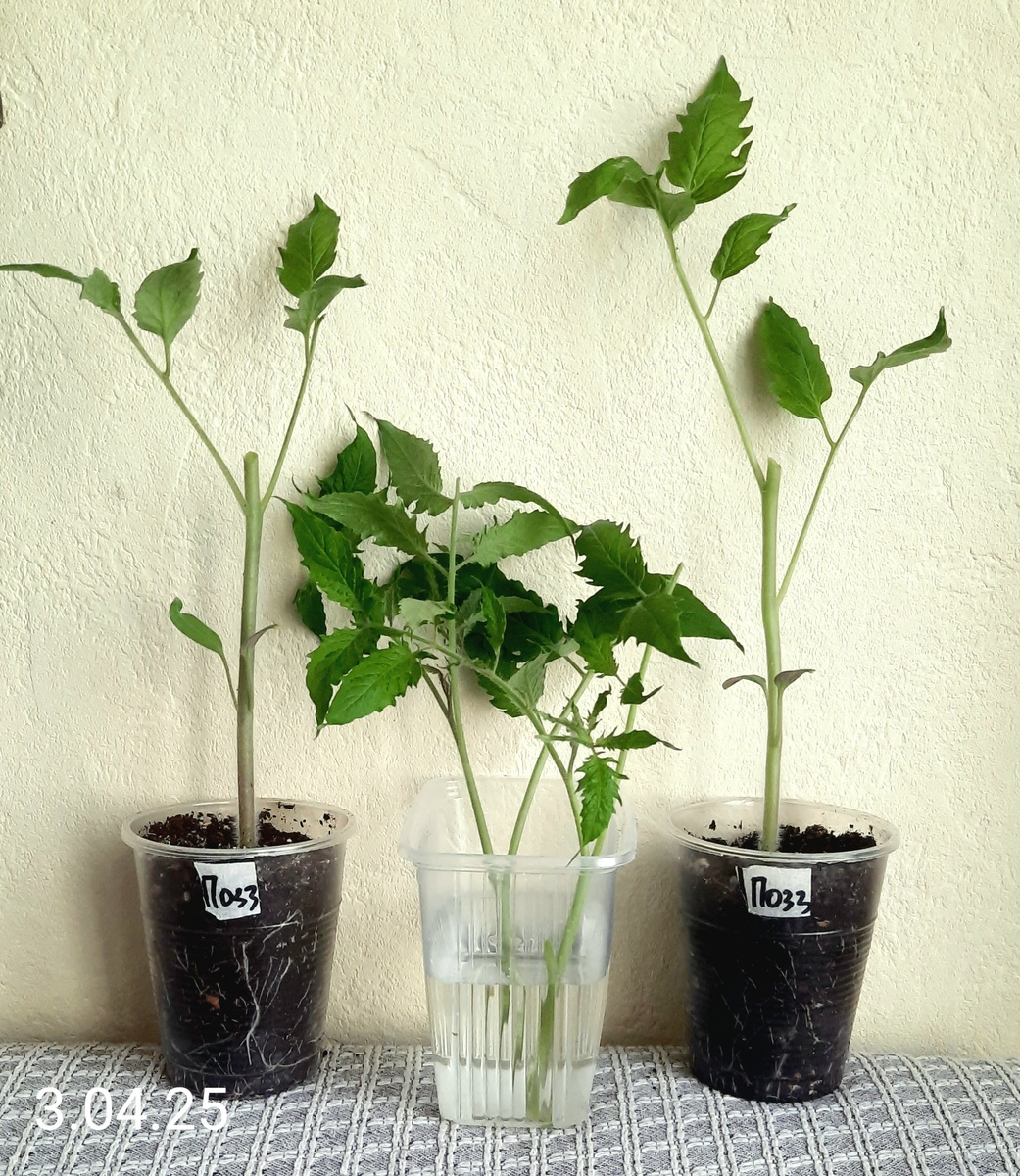 Фото автора. Начало - 3 апреля 2025г.