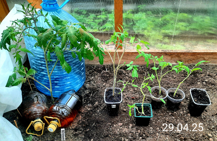 Фото автора. Контрольный образец (по кличке Монстр), 2 корневых части, 2 верхушки и нежизнеспособная баночка с Корнем. 