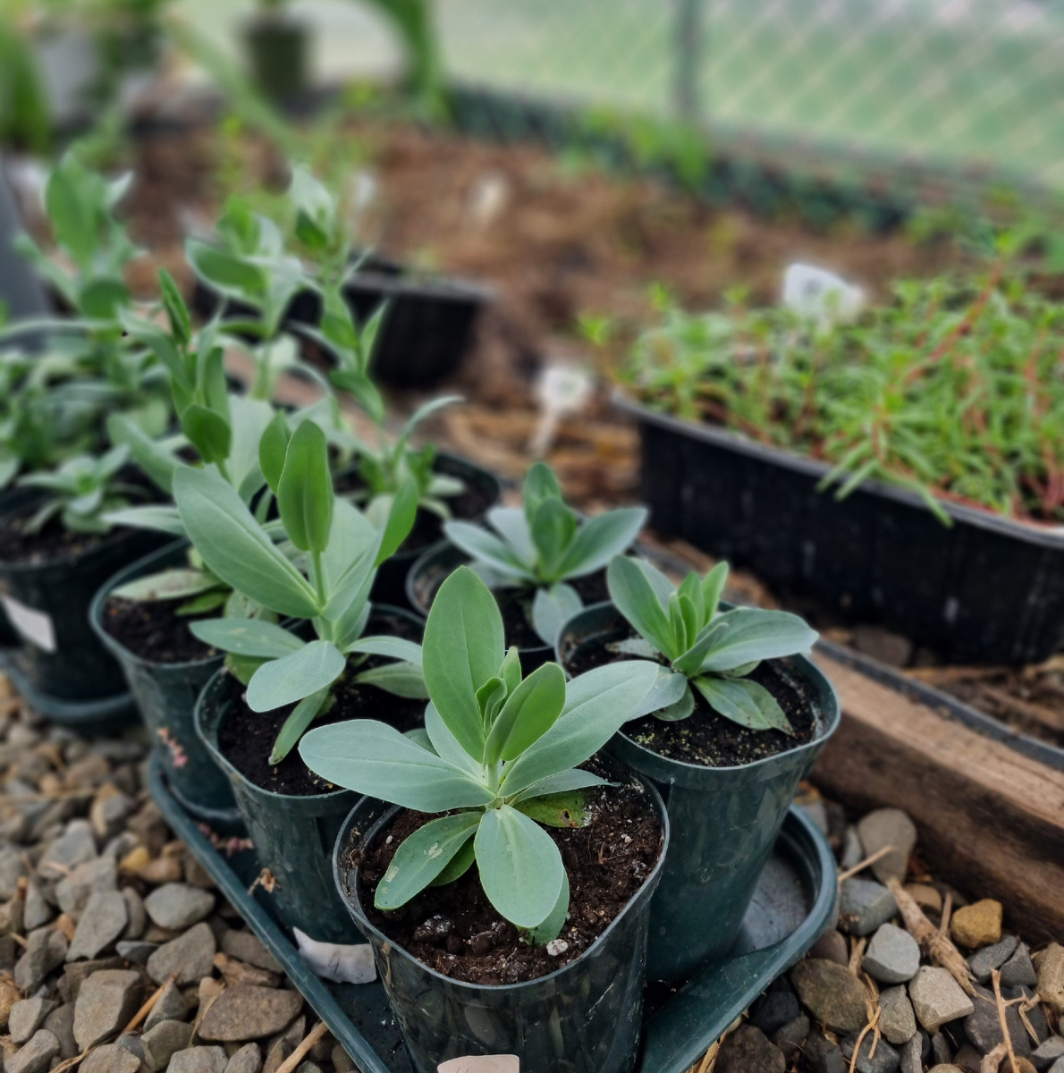 Эустома, чем не тропиканка? 