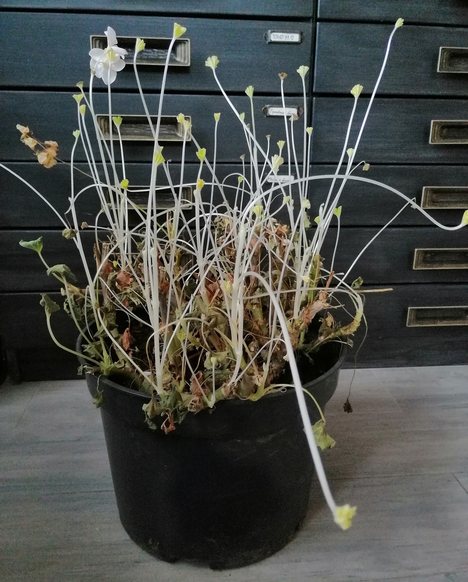 8 февраля 2025. Жаль, что после такой зимовки невозможно взять черенки для укоренения. Так что придётся черенковать в начале лета. 