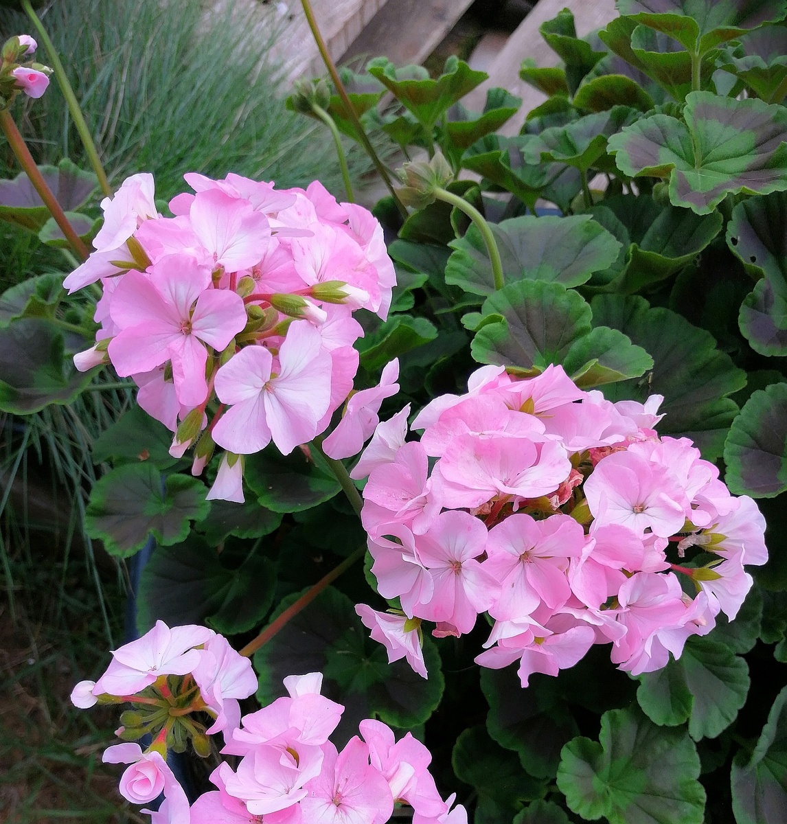 Пеларгония зональная 'Буллз Ай F1 Лайт Пинк' 