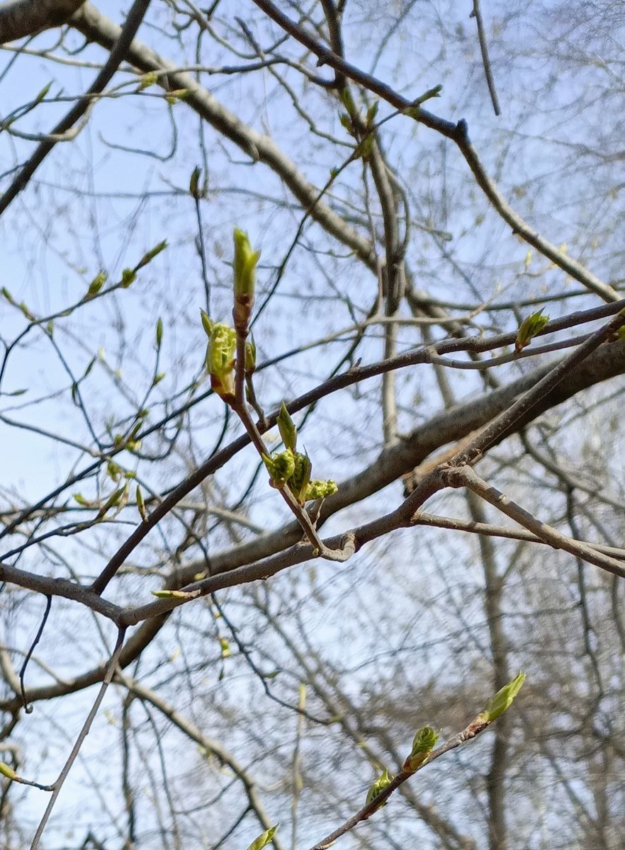 Сегодня сфотографировала