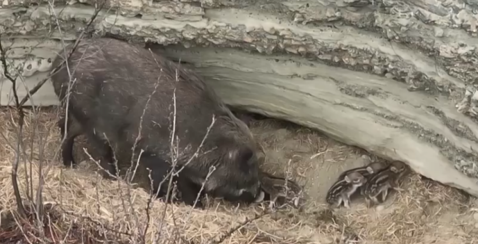    В Алтайском заповеднике впервые засняли новорожденных детенышей кабана. Источник: Кадр из видео