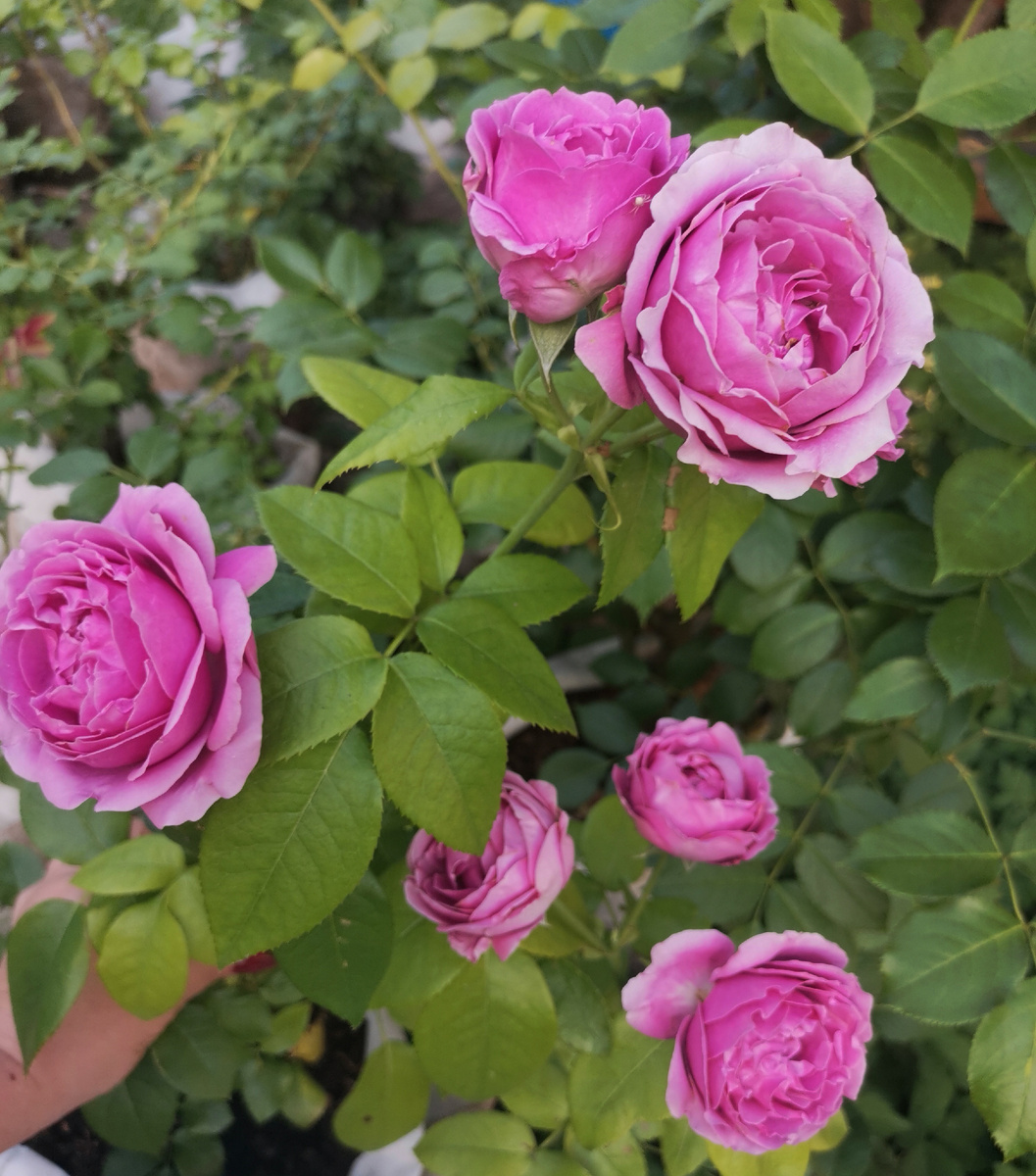 Мои розочки