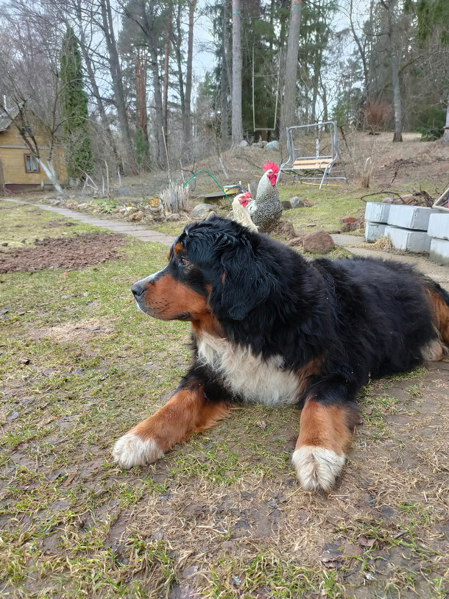 Бонюшка навсегда в моем сердце...
