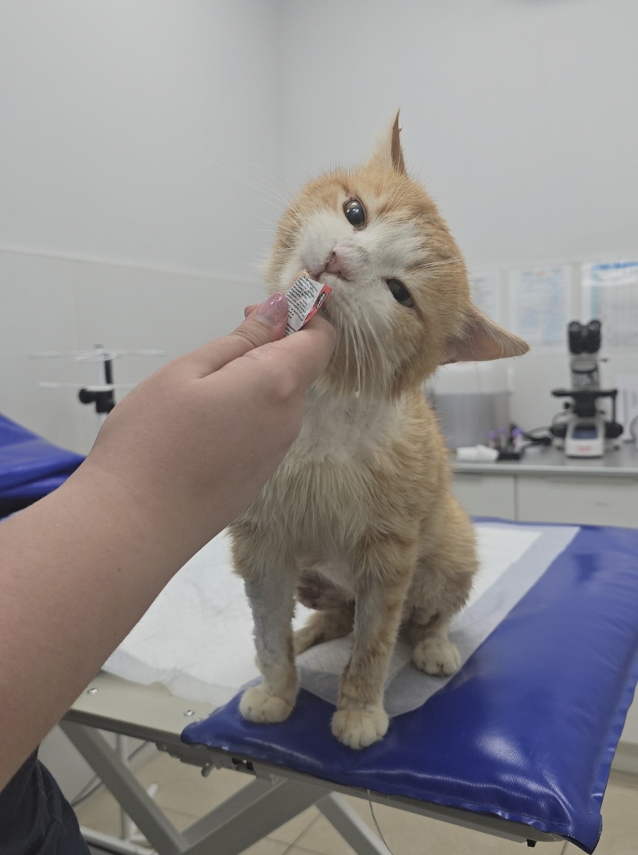 Подмосковье. Рыжик учится кушать. Сначала мог осилить только пюре