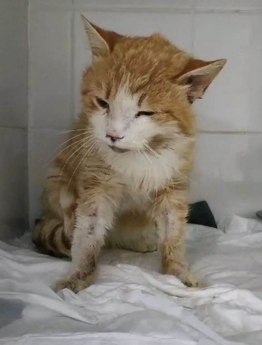 Рыжик в Новороссийске