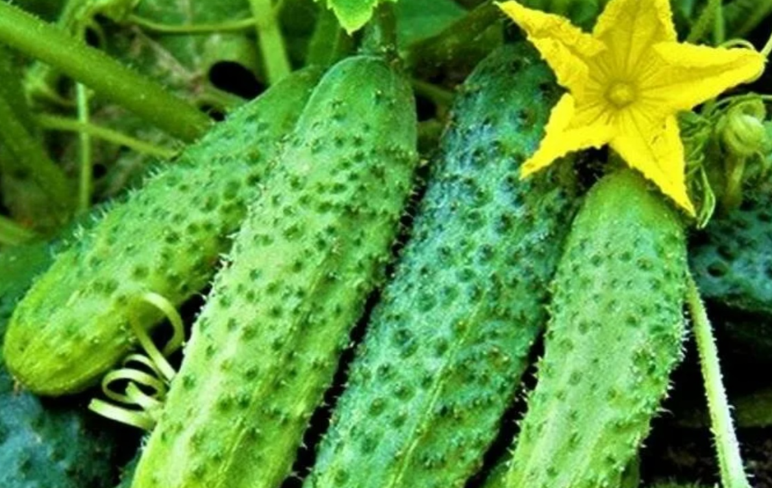 огурец Кураж