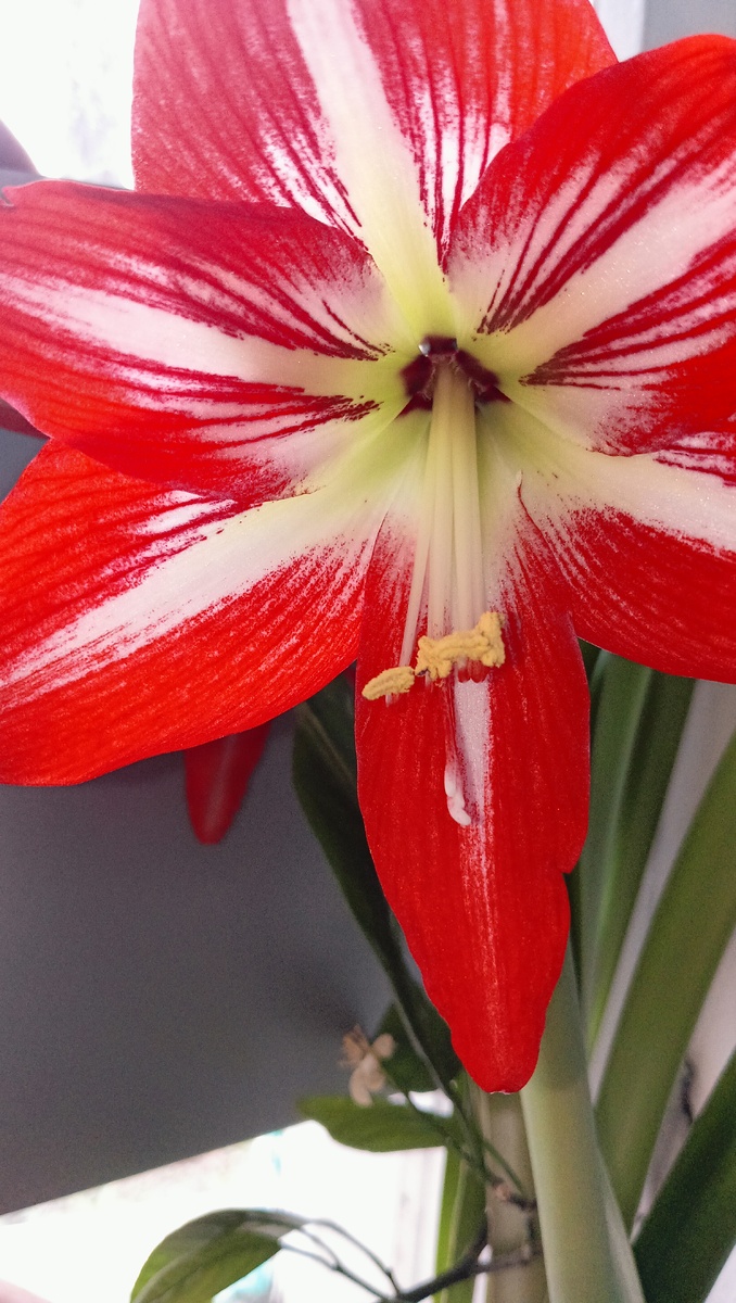 Граммафончик цветущего гиппеаструма. Фото автора