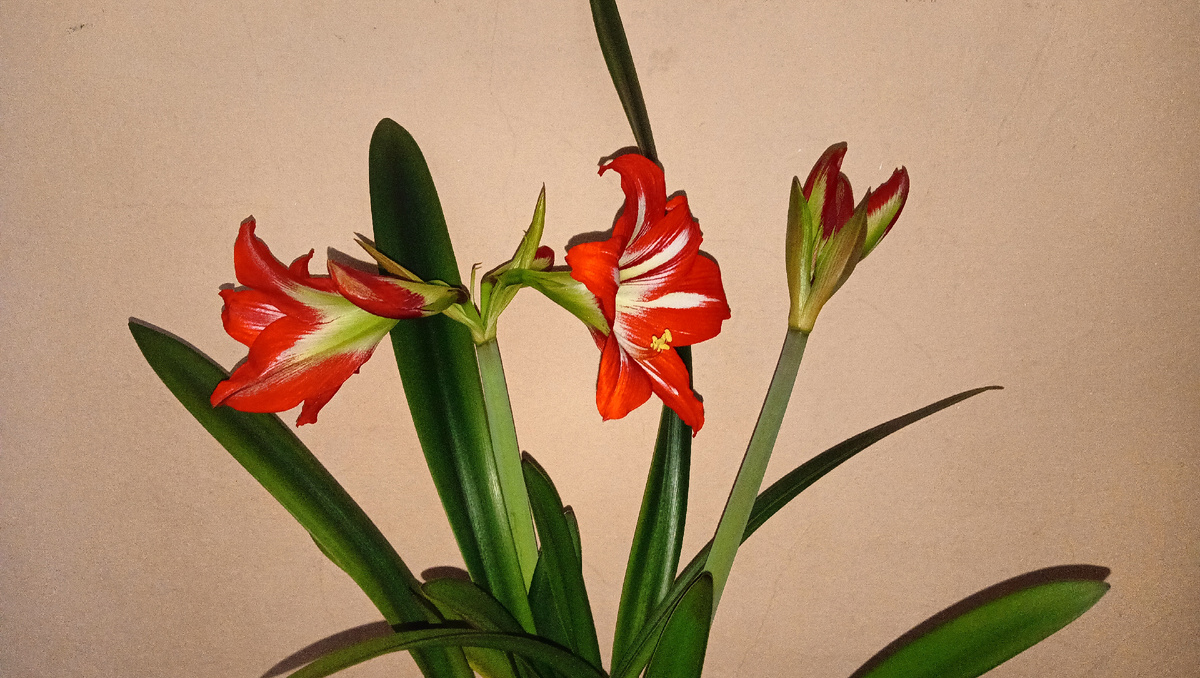 Цветущий гиппеаструм. Фото автора