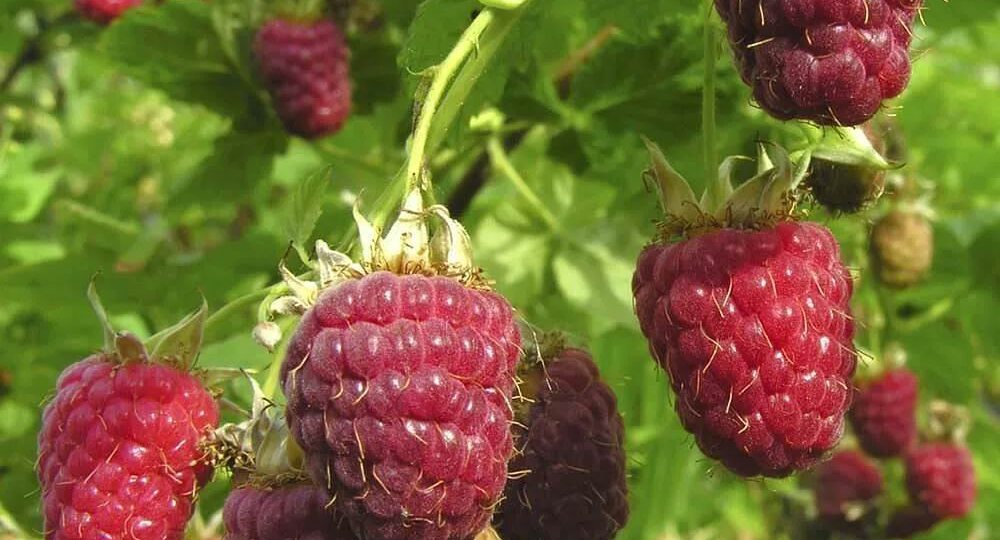 Зачем малине нужна горчица? Горчичный порошок избавит от многих проблем на огороде.