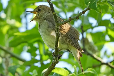 Соловьи живут во многих регионах, но почему именно Курский стал символом болтливого, неугомонного человека