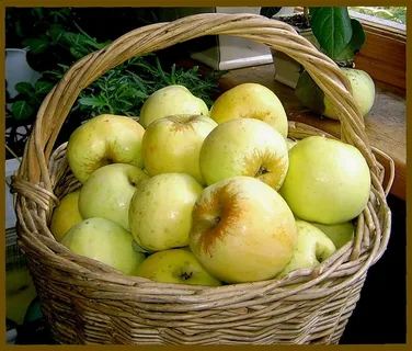 Соловьи живут во многих регионах, но почему именно Курский стал символом болтливого, неугомонного человека