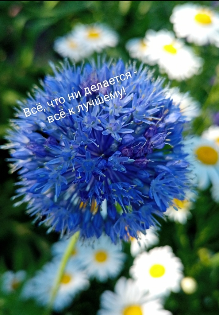 Фото автора канала Волнушка. Июль, 2024