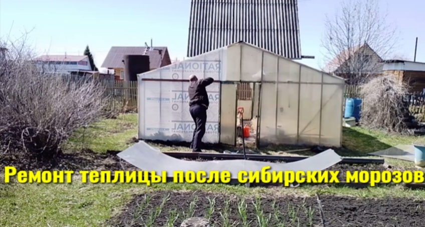 Оживление грунта в теплице: секреты здоровья растений и борьбы с вредителями