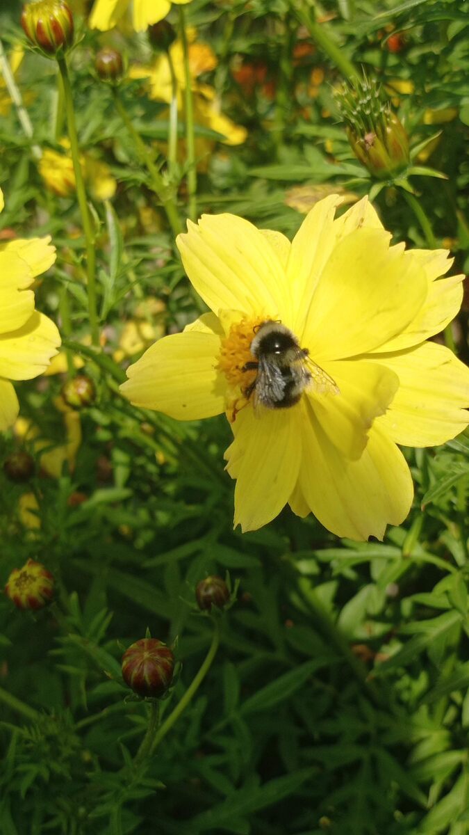 Пчёлка тоже без дела не сидит.