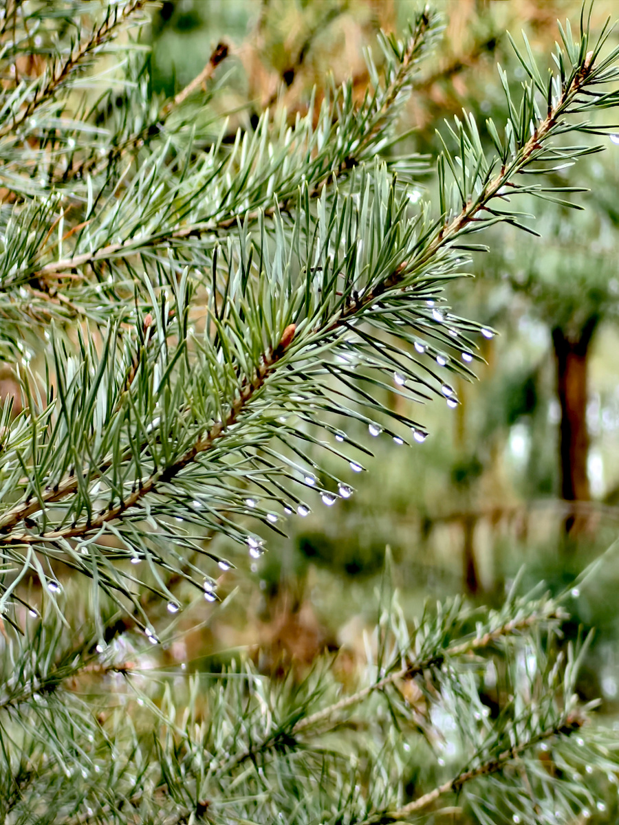 Сосна в "слезах".