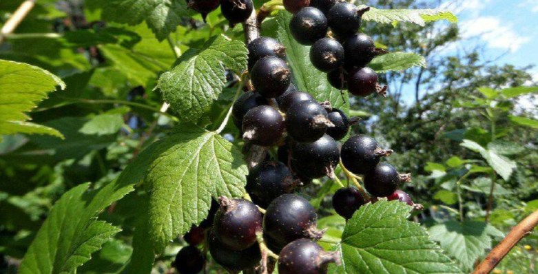 кусты и ягоды чёрной смородины