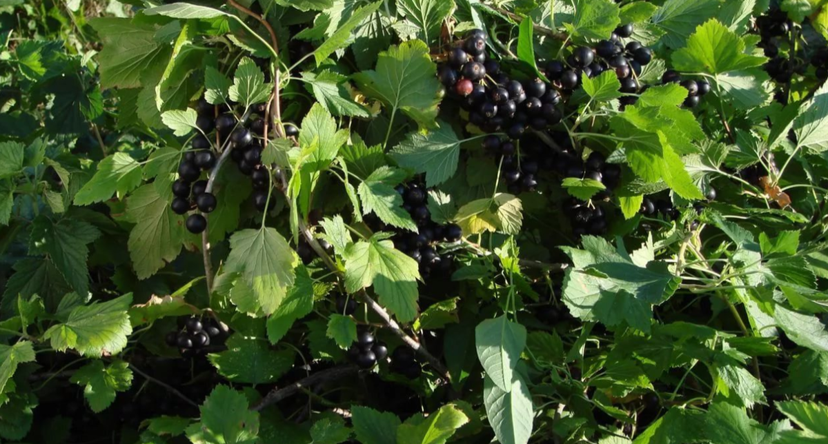 урожай смородины