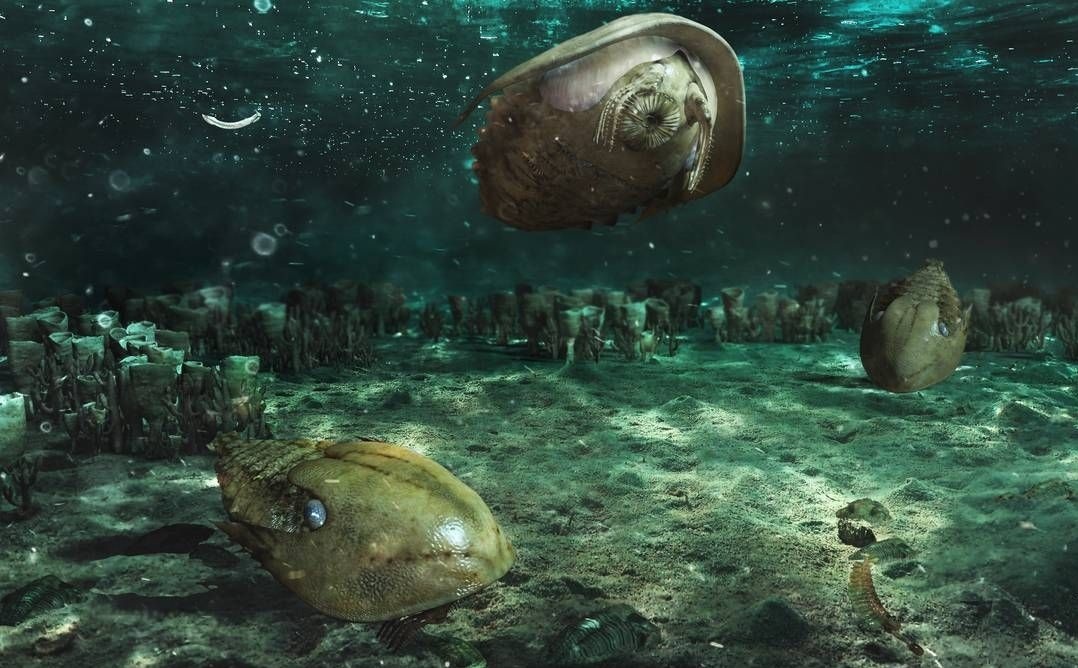 Существа того времени не могли обладать сложным мозгом. (Фото: i.pinimg.com).