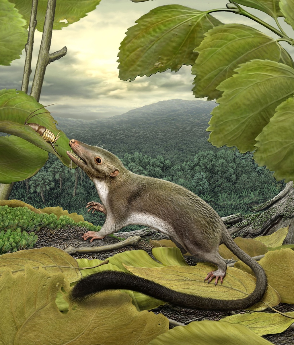 Возможный внешний вид первого млекопитающего. (Фото: i.pinimg.com).