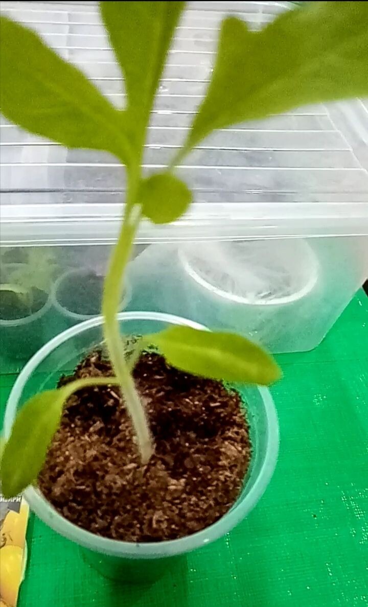 томат без точки роста