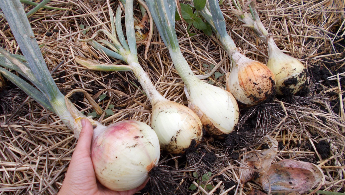 Сорт Эксибишен