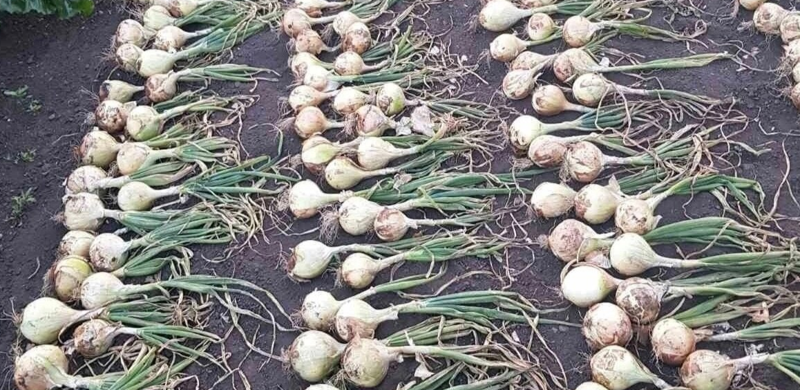 урожай лука