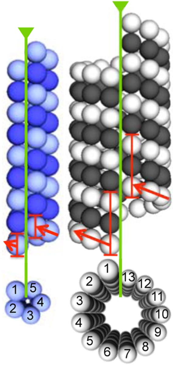 Слева - микротрубочки в одноклеточных, Справа - в клетках более сложных многоклеточных организмов.