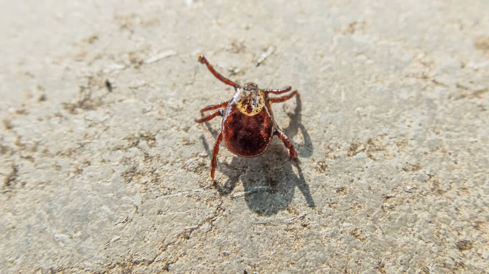 В 2025 году в Татарстане зафиксировали 225 случаев укусов клещей.📷Фото: Олег Харсеев / Коммерсантъ