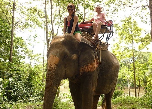 слоны добрые и умные