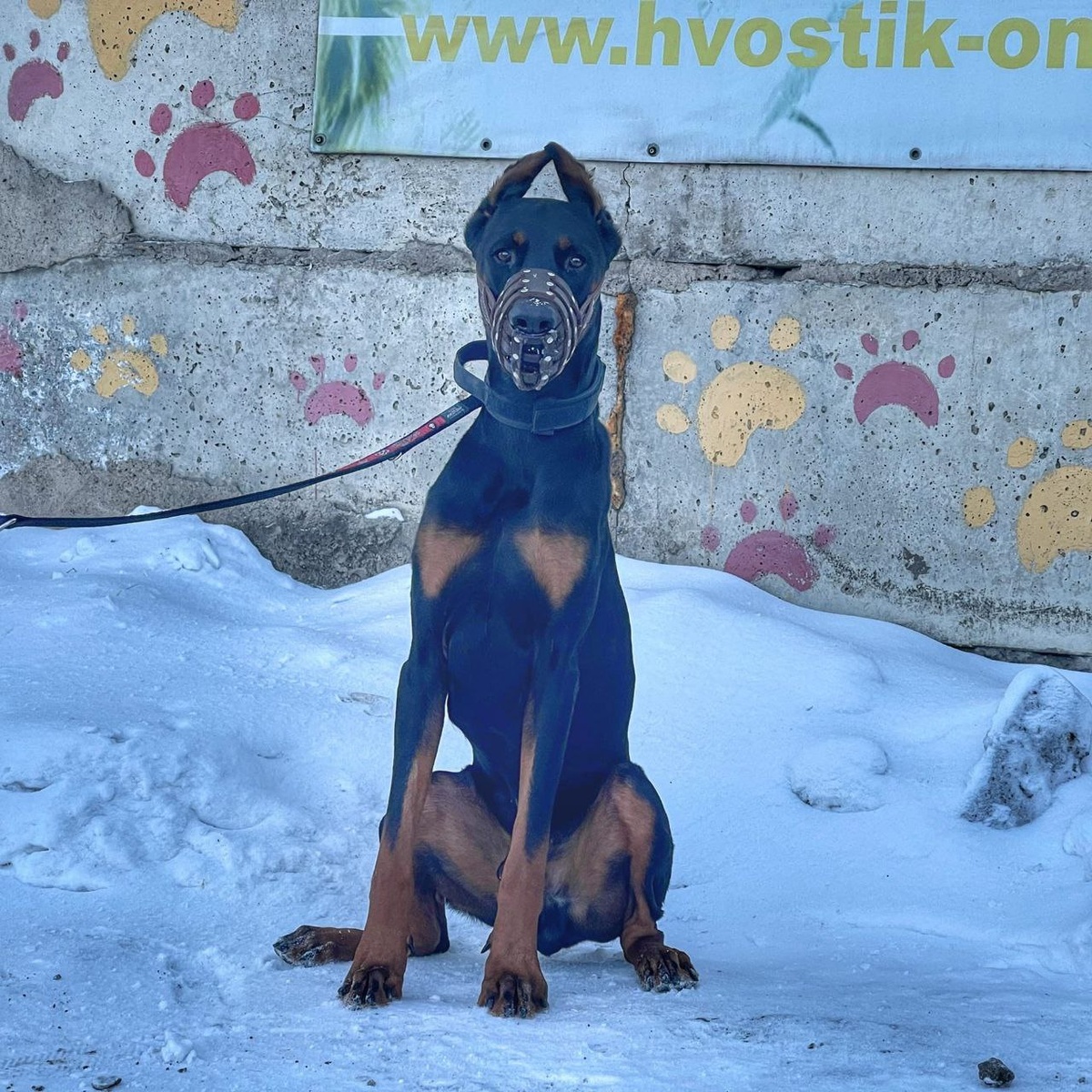 Декстер покусал нескольких людей, что едва не стоило ему жизни...