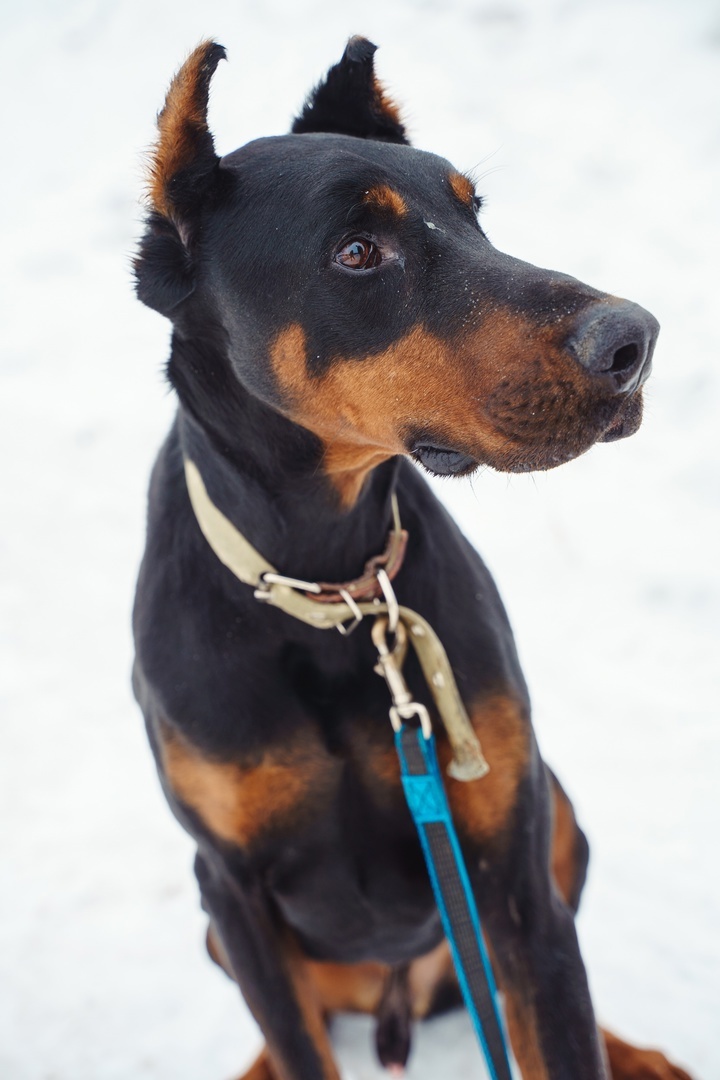 Характер и поведение Декстера требуют терпения и профессионального подхода!