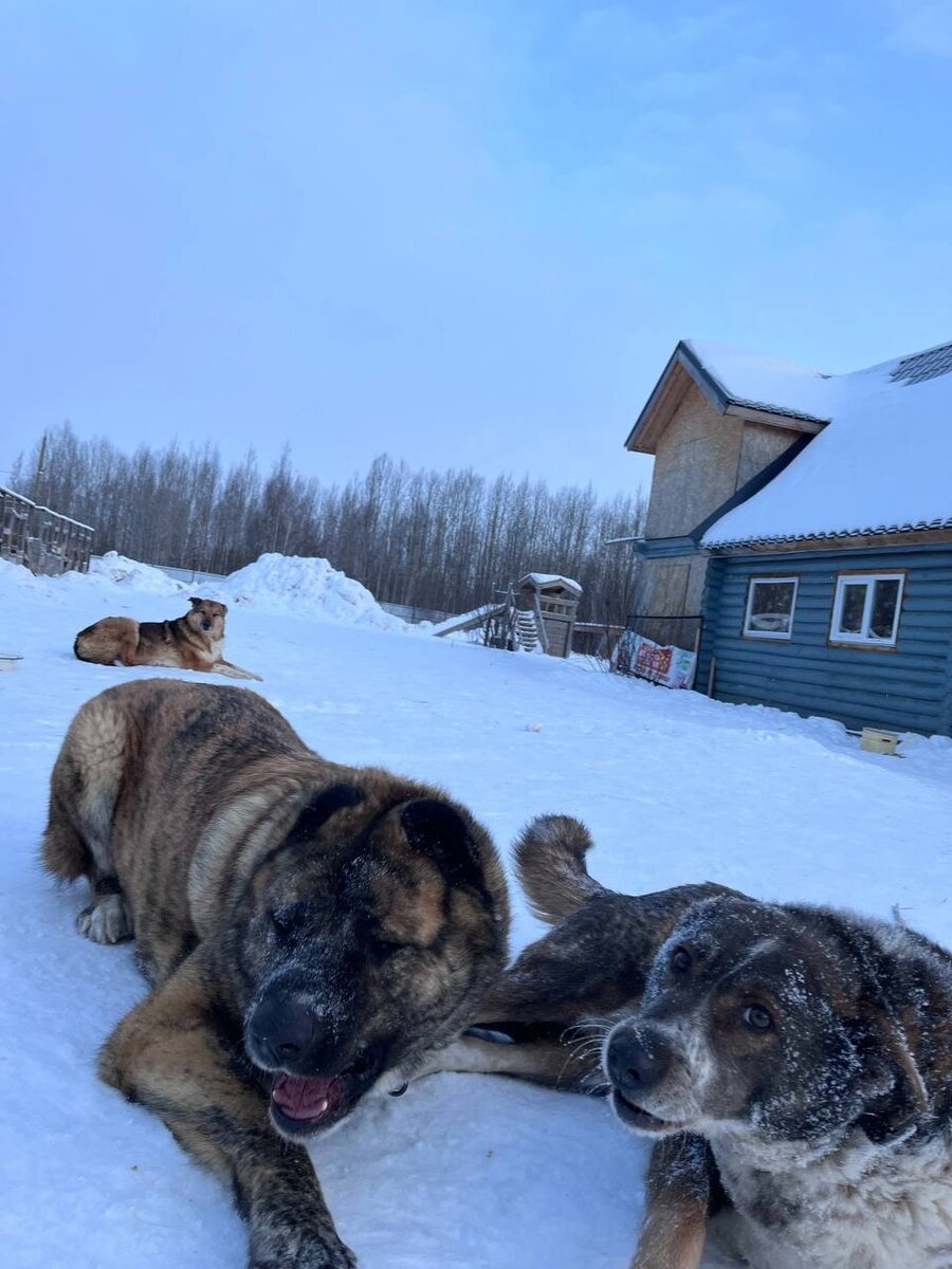 Клевер , Буля-Лапка, Бусинка (на заднем плане)