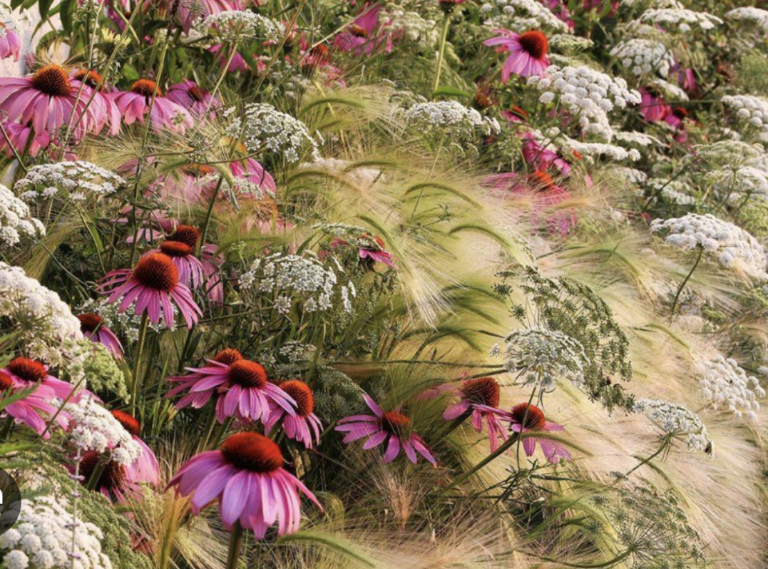 Эхинацея, злаки, тысячелистник. 