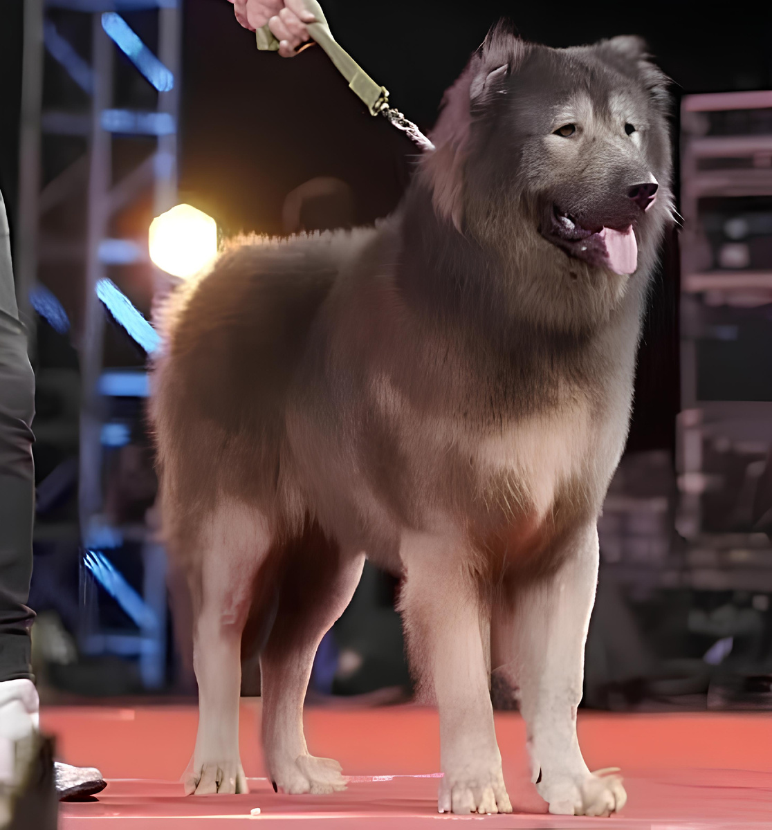 Кадабомб Оками за $5,7 млн.