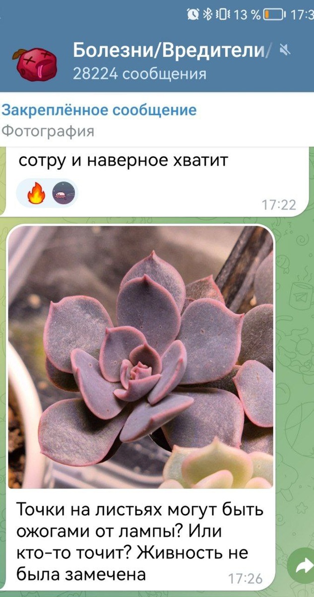 Фото 1, 2 - Сообщения людей в чатах про пятна на суккулентах.