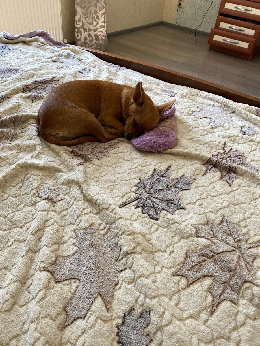 Скучает с моим носком