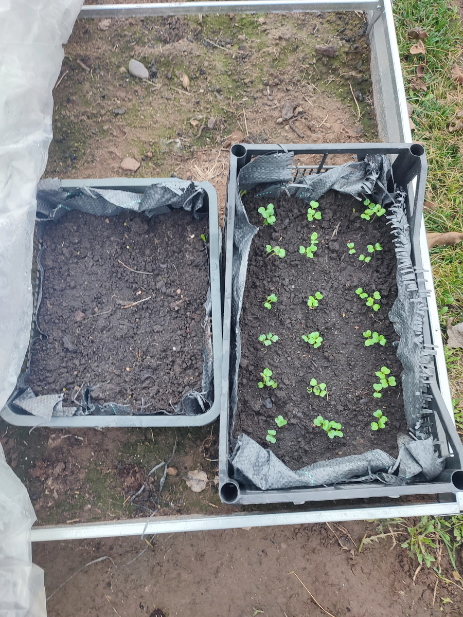 В один ящик рассаду, в другой семена 