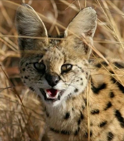 Сервал. Фото из открытых источников интернета. 